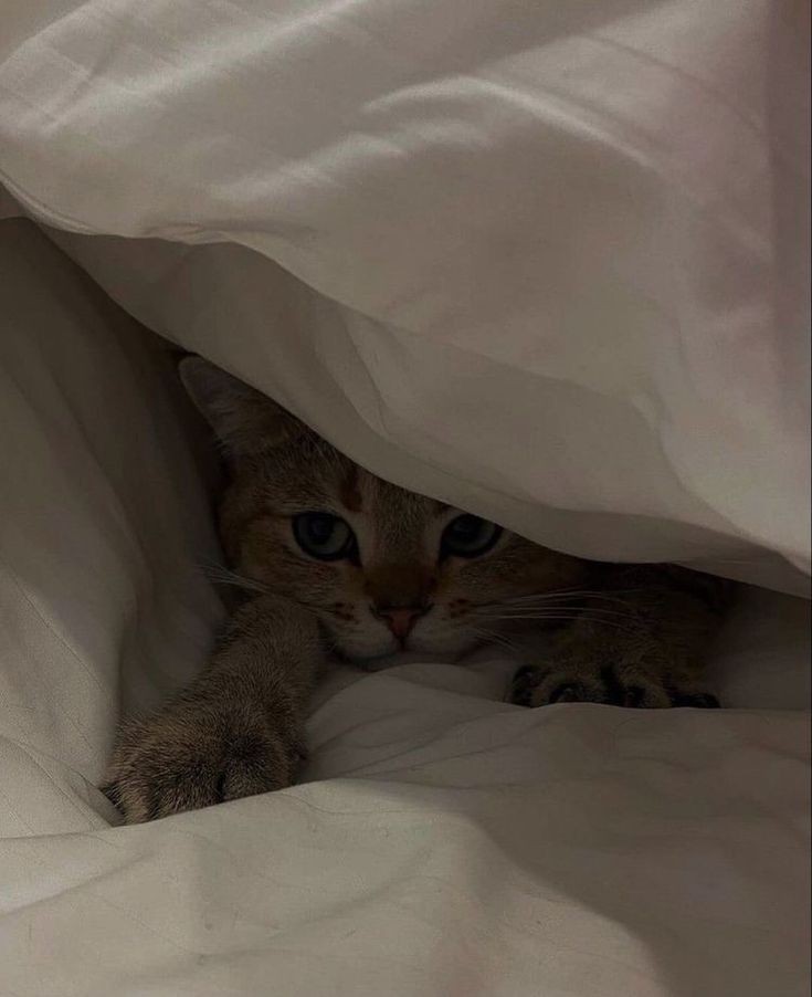 ausdong_RTN's tweet photo. 😼 https://t.co/dye0QGmt9U