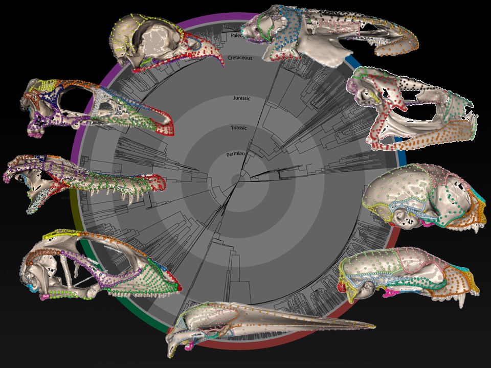 Prof. Anjali Goswami (@anjgoswami) on Twitter photo 8 years ago (5 + covid & maternity extensions), I embarked on my massive <a href="/ERC_Research/">European Research Council (ERC)</a> ADaPTIVE project & now that all the final reports are in, I am taking a few minutes on this #FossilFriday to reflect on our extraordinary adventure to reconstruct tetrapod skull evolution 1/ 8 years ago (5 + covid & maternity extensions), I embarked on my massive <a href="/ERC_Research/">European Research Council (ERC)</a> ADaPTIVE project & now that all the final reports are in, I am taking a few minutes on this #FossilFriday to reflect on our extraordinary adventure to reconstruct tetrapod skull evolution 1/
