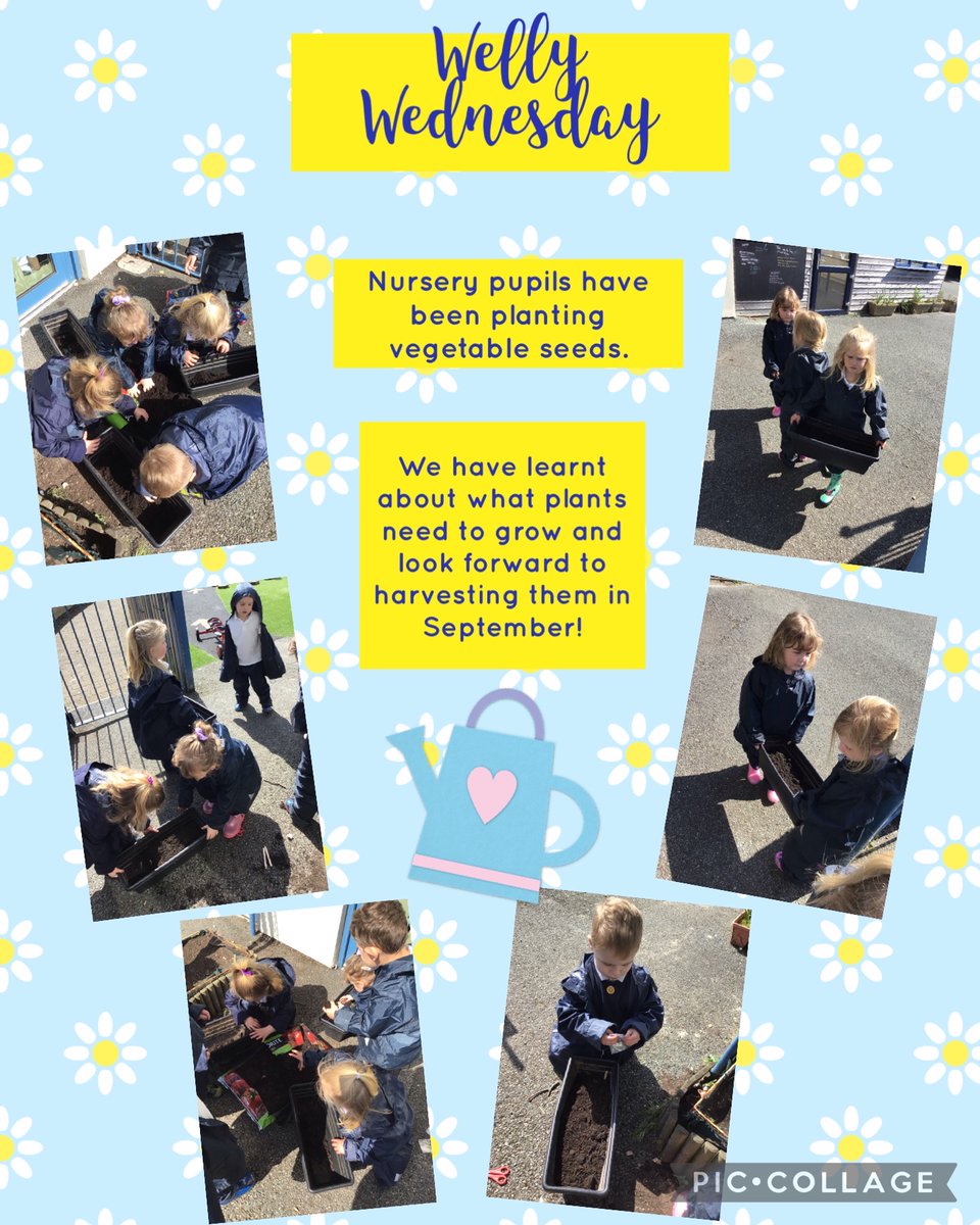 🌱 #WellyWednesday 🥬 Nursery pupils have been  preparing soil and seeds by planting vegetable seeds.  We will look after them and watch their growth. When we return to school in September as Reception pupils we look forward to digging up what we have grown!  🥦🌽🥔