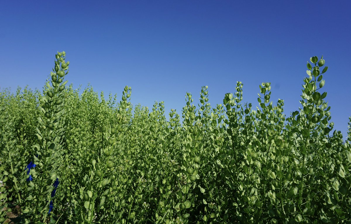 My favorite time of the year #pennycress
