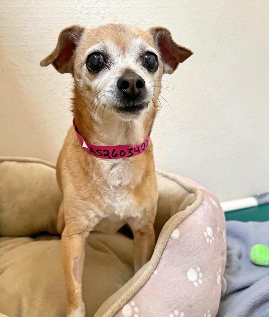 Little lap dog lovers and those with a soft spot for the seniors: CiCi will be available for adoption today at PetSmart in Santa Fe from 1 to 4pm! See you there, ☔️ rain or shine ☀️ , with CiCi and some super cutiepatootie puppies and kittens 😍

#rai… instagr.am/p/CsbrihuLaVt/