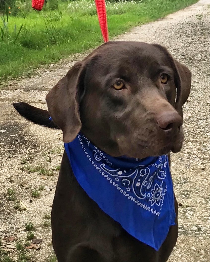 AmLabRescue's tweet photo. CHOCOLATE LOVERS 🍫🍫🐾Foster Needed for James starting week of 5/22. To spend some time with this handsome fellow please contact Americanlabrescue@yahoo.com https://t.co/Twe6RFQmNi