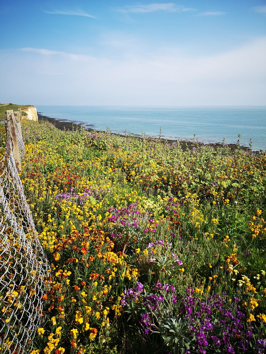 #Sussex wild flowers looking gorgeous🪻😍