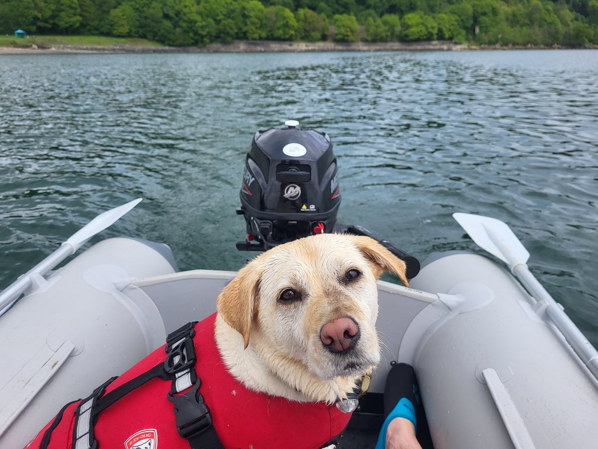 SiAvery's tweet image. Love your posts, @chinnychick. ❤️ Talking of HMS stuff...this is HMS Lillie; She&apos;s OC, boss, and captain, and 100% hungry Labrador  🤣 #ForcesFamily #labrador x