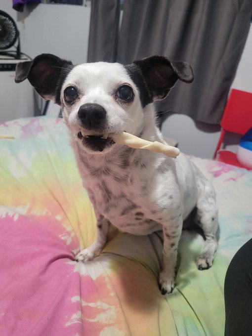 I'm home in LA! I missed my Riley so much 💜🐾  Thank you @jaguar_kitty for taking care of her! https://t