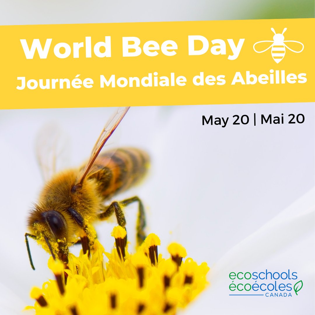 Demain, c'est la #JournéeMondialedesAbeilles 🐝 #SVQ entre 75 et 90 % des plantes sauvages à fleurs dépendent des pollinisateurs comme les abeilles pour leur survie ? Protégeons les abeilles qui ont un rôle crucial pour la biodiversité. un.org/fr/observances…