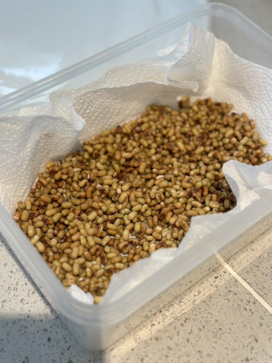 zanzaneet's tweet photo. Calling all #Maharashtrians ! These moth beans hold the secret to a culinary masterpiece that you must know. Care to guess? #matki #mothbean https://t.co/7dCyXvf57c