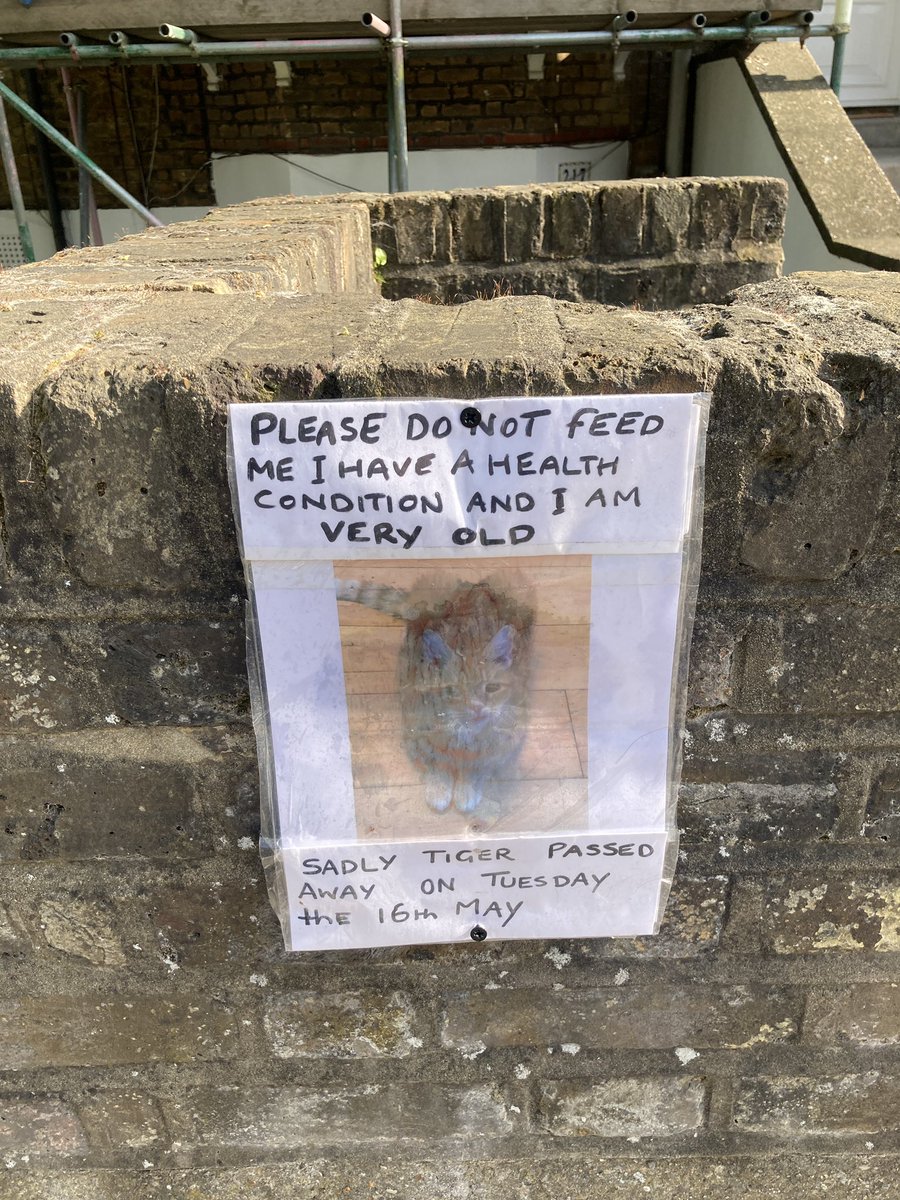 Sad news from Tufnell Park Road 😢 Goodbye Tiger, he was a lovely old boy #CatsofTufnellPark