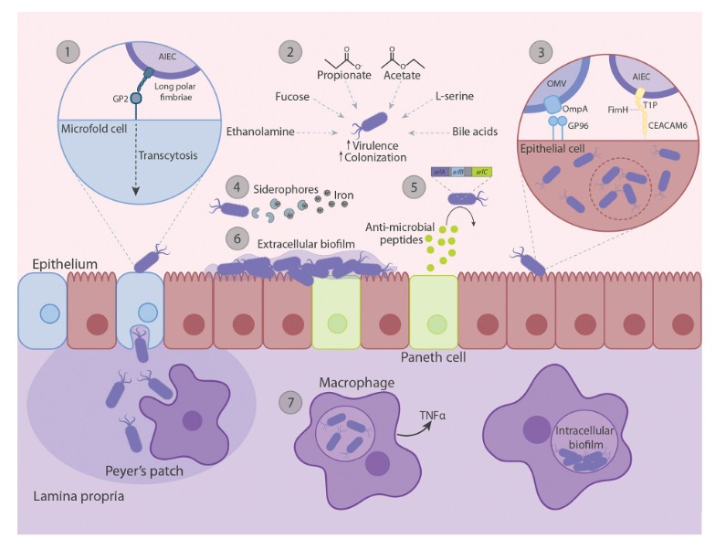 ASMicrobiology's tweet photo. In this new #EcoSalPlus review, @megannnzeee, @lenadarwish and @BrianKCoombes review the pathogenic potential of Crohn's-associated adherent-invasive E. coli. Learn more: https://t.co/bQNdi9cU36 https://t.co/lL5VHM09eR