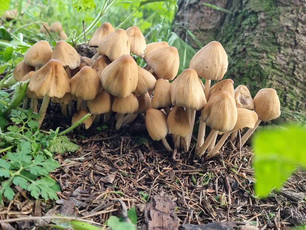 #FungiFriday