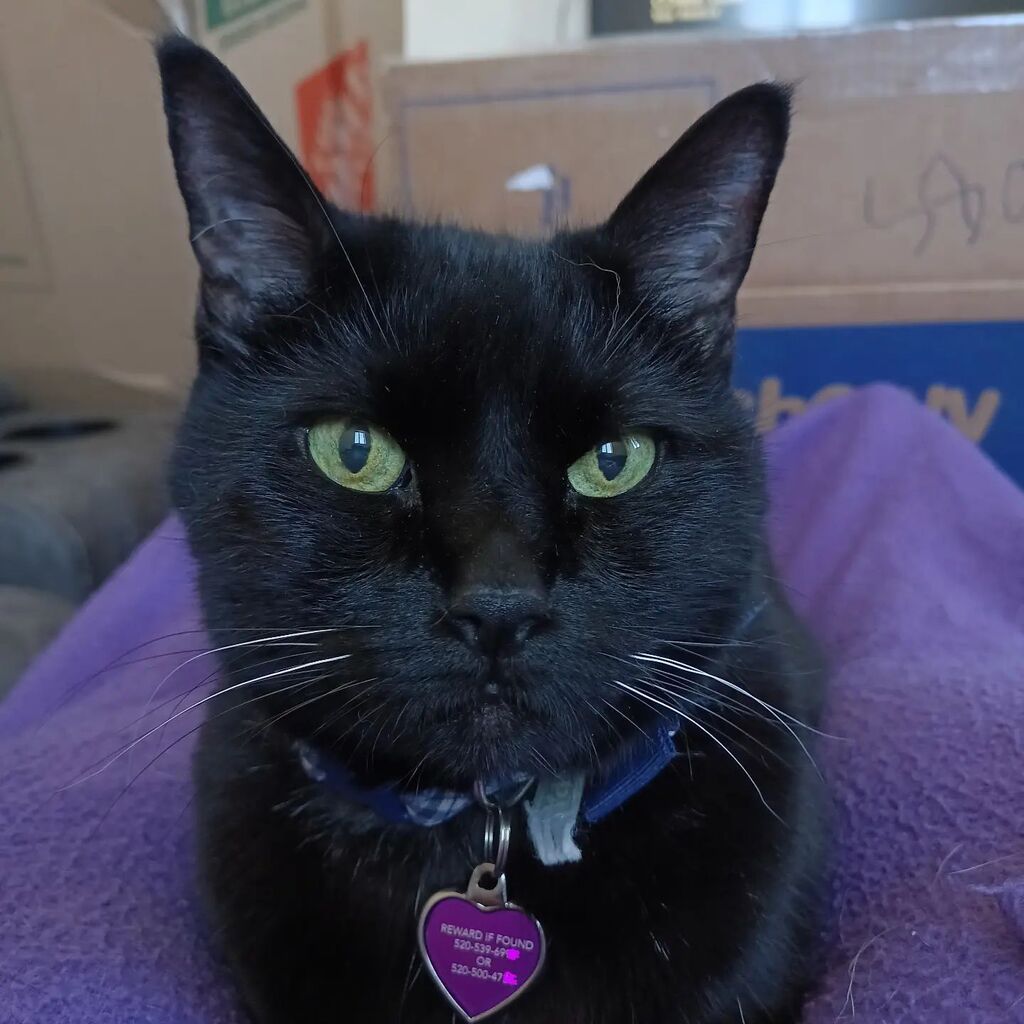 LaughingGirl77's tweet photo. Friday Glitch lovin'! 😻🥰
#blackcats #rescuecatsofinstagram #blackcatsofinstagram #blackcatsrule https://t.co/oslfmnDA16 https://t.co/fh7md85IP9