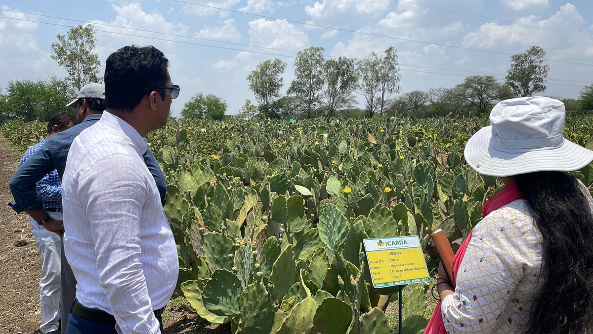 DrNehaTiwari4's tweet photo. Today Sh. Nitin Khade, Joint Secretary #MoLR visit @icarda-FLRP, fruitful discussion on #cactus cultivation and @biogas production from spineless cactus π΅ , @ShivKAgrawal #MoRD_GOI #mopr_goi https://t.co/JpZtAZgstT