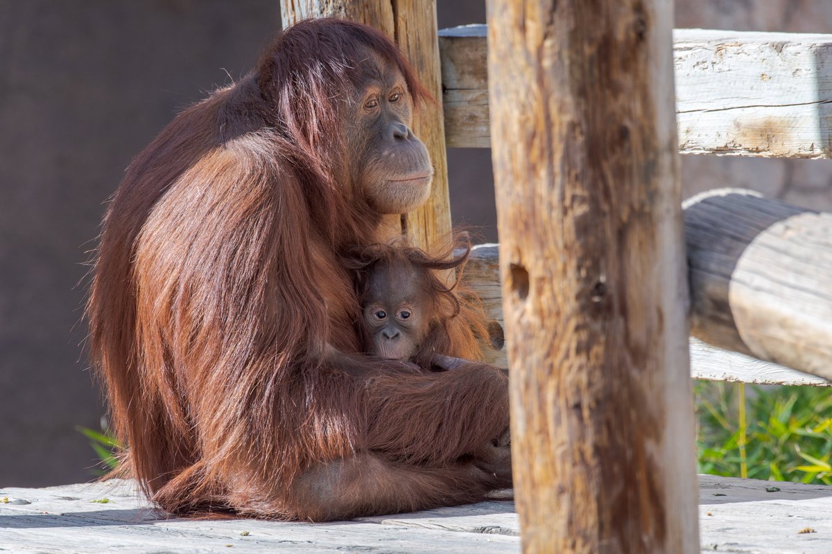 New Mexico BioPark Society tweet media