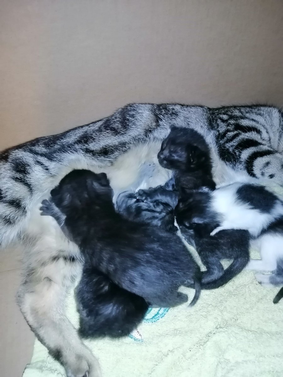 siguen en adopción ahora xa abriron os ollos e están más grandotes ten q haber alguén que queira algún gatiño por fa