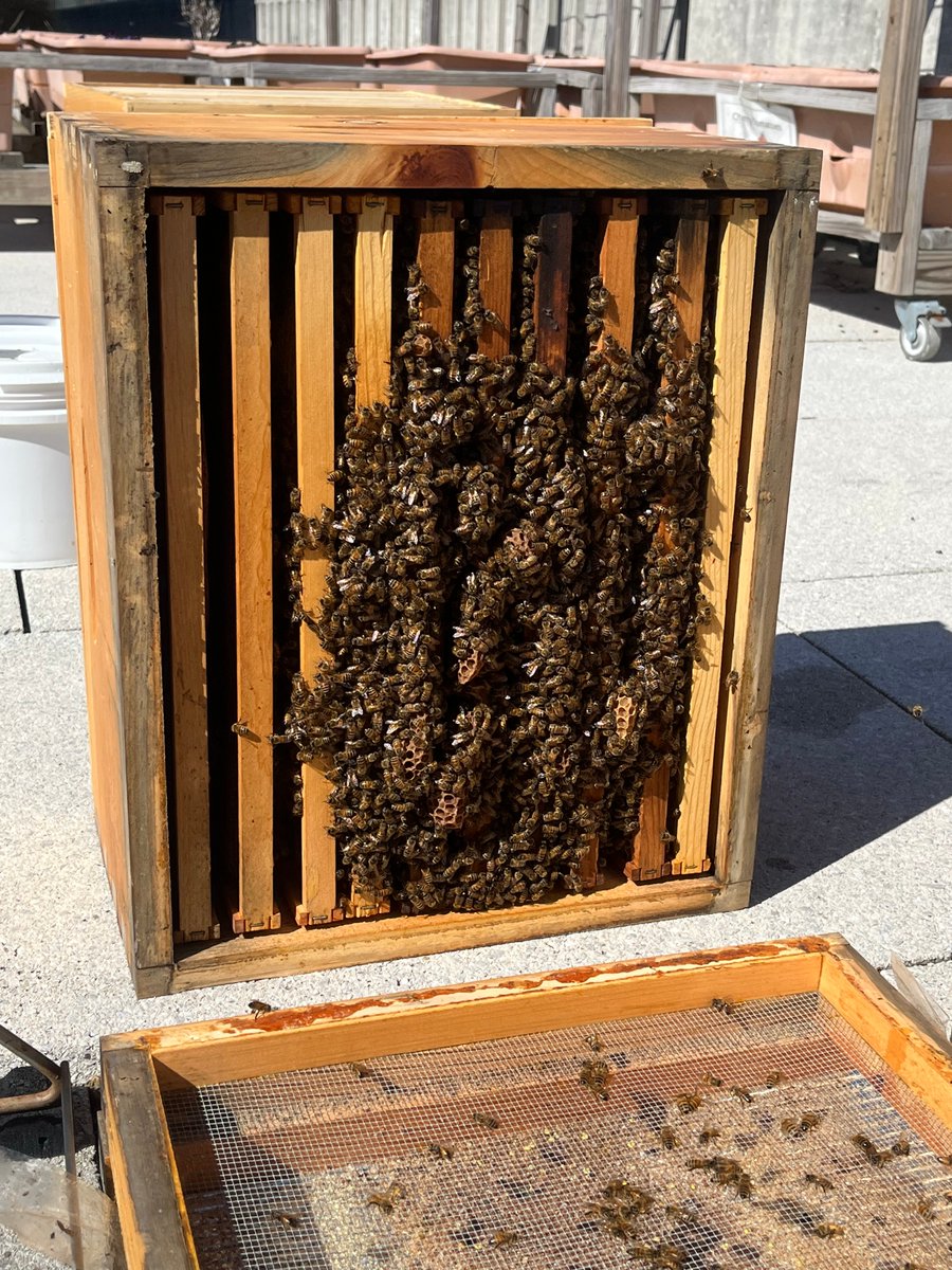 DYK that <a href="/CanEmbUSA/">Embassy of Canada US</a> has beehives on its roof? Not only that, but our two queen bees have officially been named after two music queens: Celine BEEon and BEEyoncé: Queen Bey. Our bees help the Embassy reconnect with nature and increase ecological awareness.🐝#WorldBeeDay