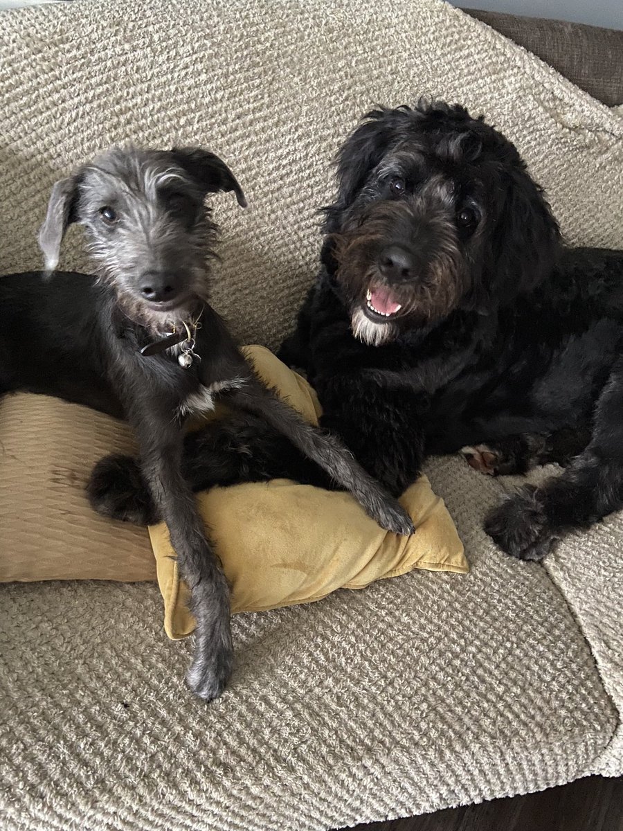 Laurajane1971's tweet photo. @charliersmith1 Hi Charlie 
here’s a big Hello from Freckle and Ziggy …. https://t.co/YiHyxpdpJO