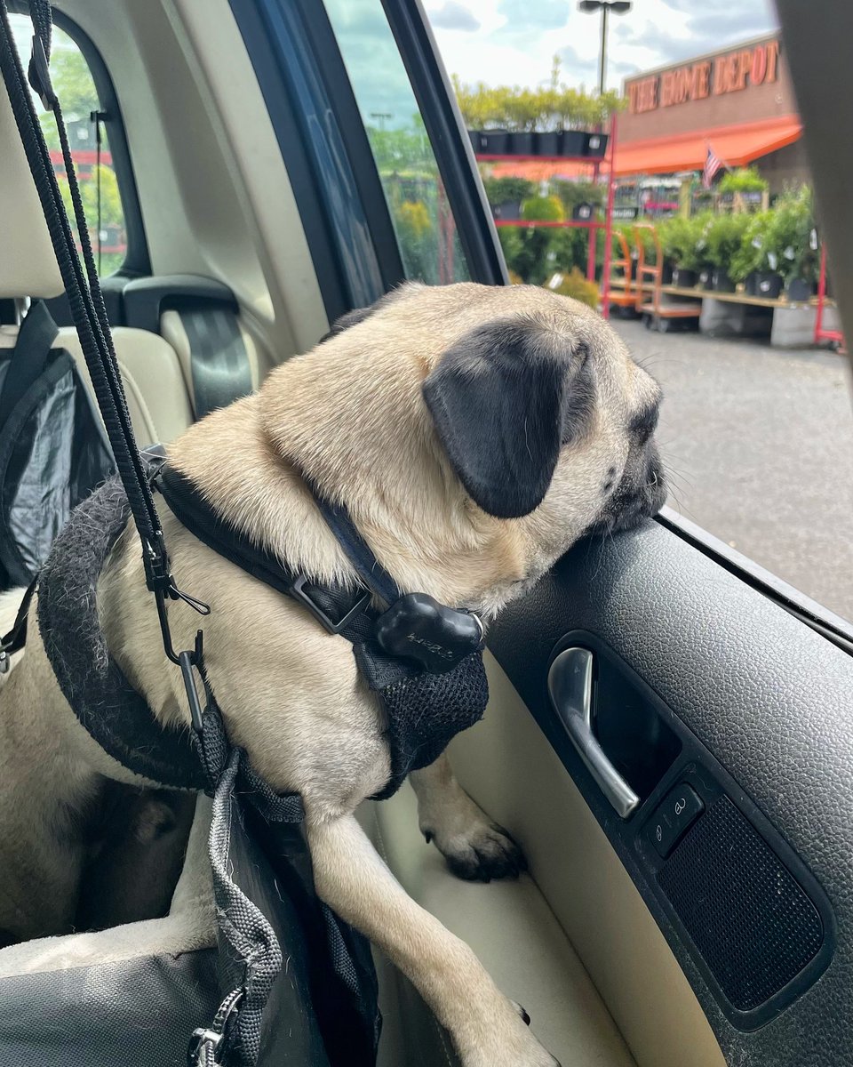Dads spending way too long in there for a store with zero pugs snacks. 😞 #pugsofinstagram