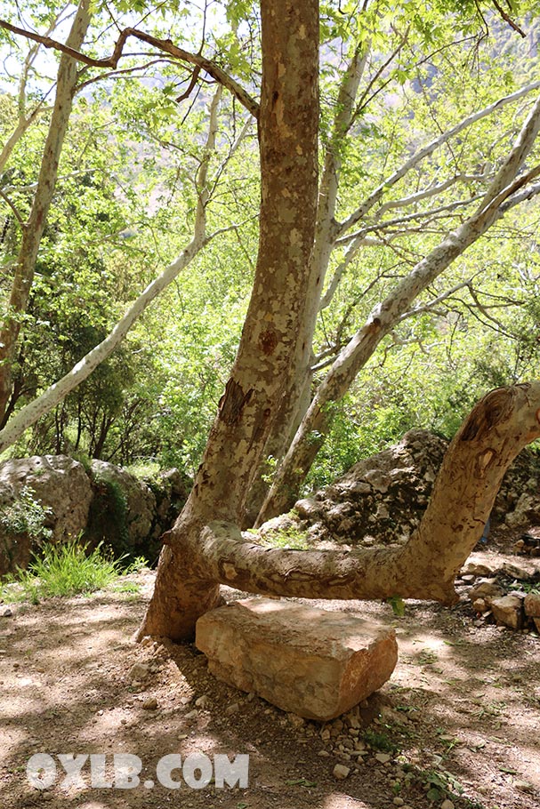 We stayed there with my friend to observe this beautiful waterfall of Kfarhelda... See this video to feel his majesty the waterfall youtu.be/4sEUM6unWCY

#kfarhelda #lebanon #youtube #discoverlebanon #feellebanon #feelnature #photography #batroun #lovelebanon