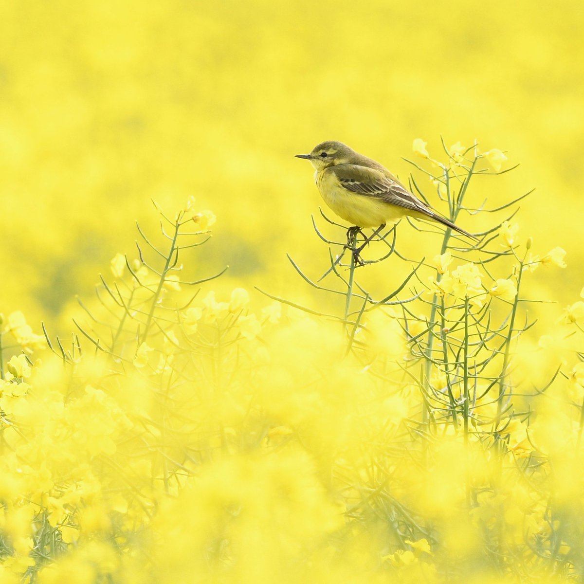 Spotted another #YellowWagtail today, this time in a field of #rapeseed. 

#TwitterNatureCommunity #birdphotography #nature #birds #BirdsofTwitter #birdtwitter #WagtailFamily #yellow