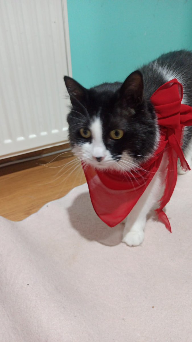 "anne bak 19 Mayıs kedileri" by Liya 🥰🐾