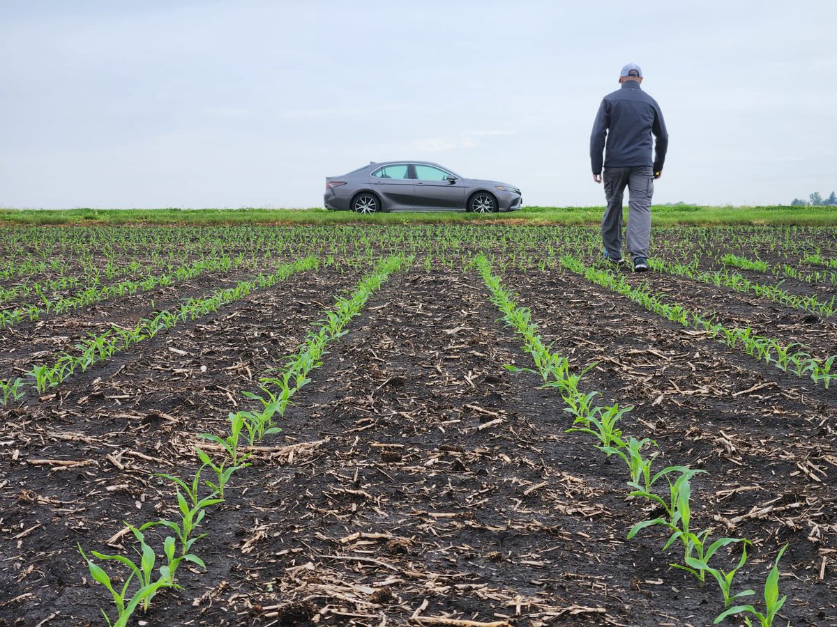 Lote de maíz con antecesor soja en región centro-este de Illinois, siembra de última semana de Abril.
Densidad de 88.000 plantas por hectárea y fertilización nitrogenada con aporte de 300 kgs de N previo a la siembra.
P >60 ppm
K >200 ppm
pH 6.7