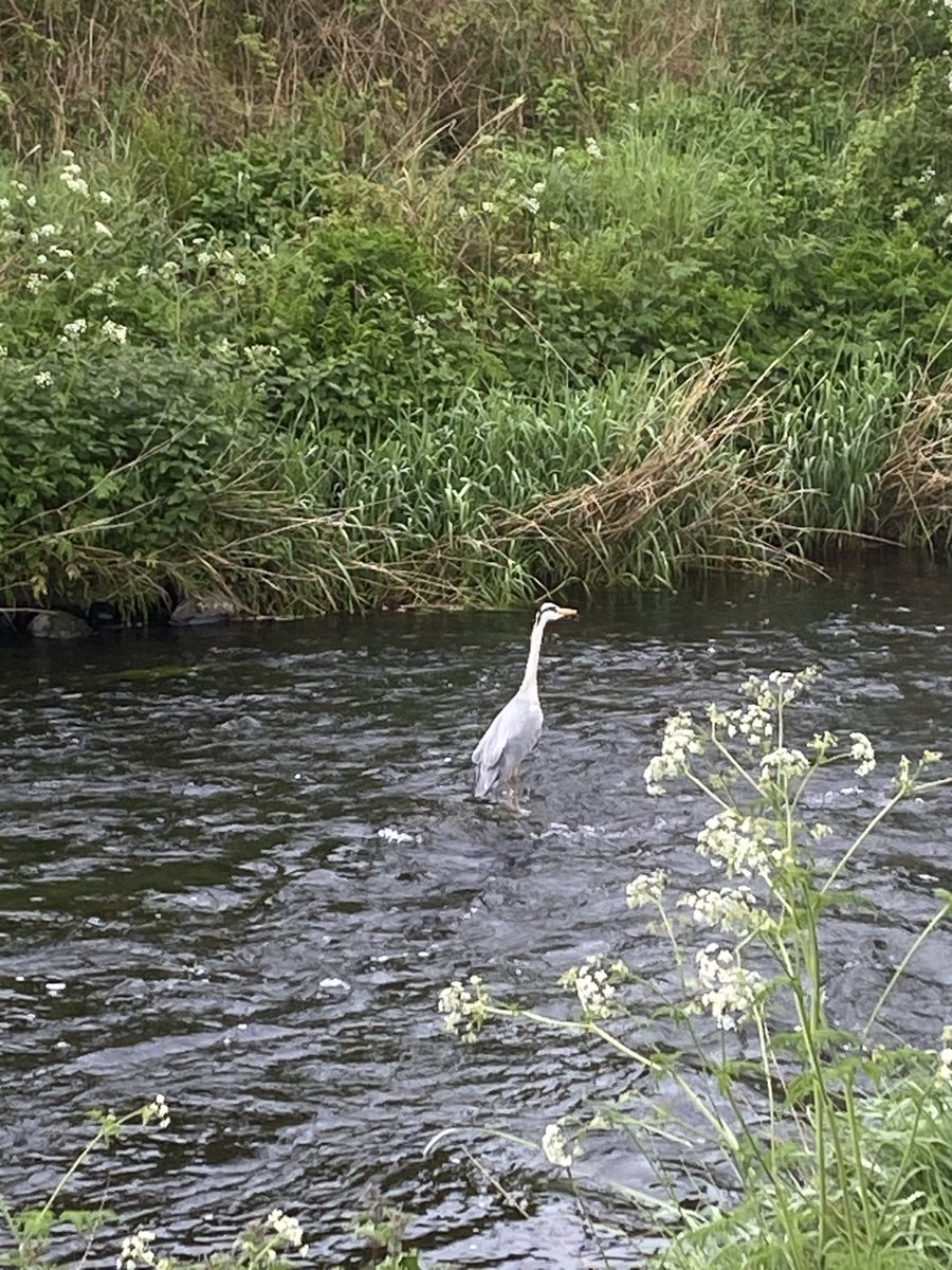 PetraCorr's tweet image. Look what I spotted today!!!! #MoveMoreMay @SuzannePullins @Jacquireid6 @mdargan4