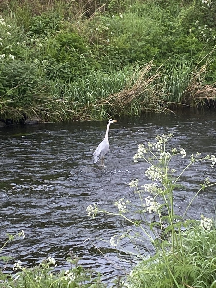 PetraCorr's tweet image. Look what I spotted today!!!! #MoveMoreMay @SuzannePullins @Jacquireid6 @mdargan4