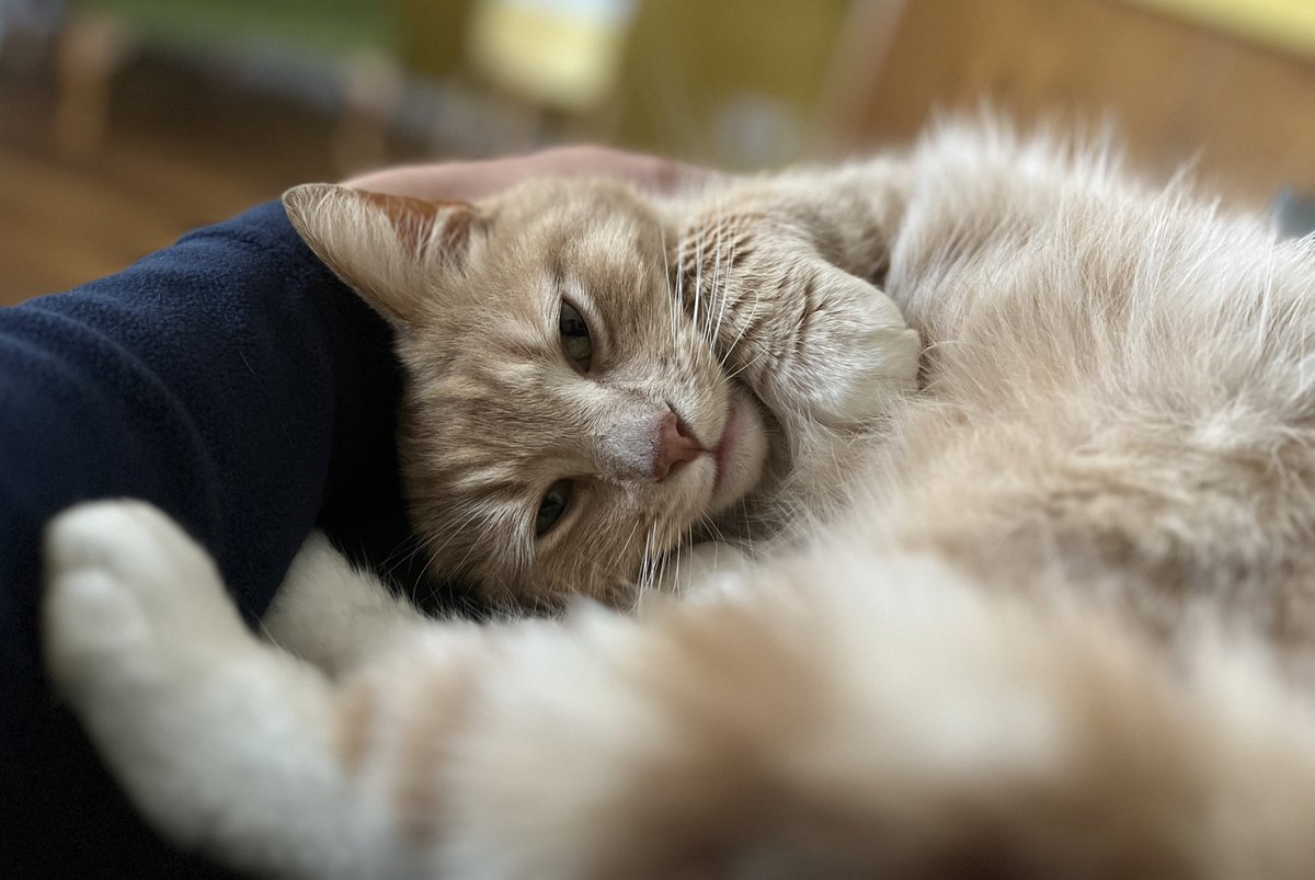 Sofa and Daddy time (and Mammy of course) hope you’ve all had a great week, bring in the weekend 🧡😻🧡 #catsoftwitter #catsontwitter #adoptdontshop #CatsLover #catsprotection #catsprotectionawards #voteeric #rescuecat  #NationalCatAwards