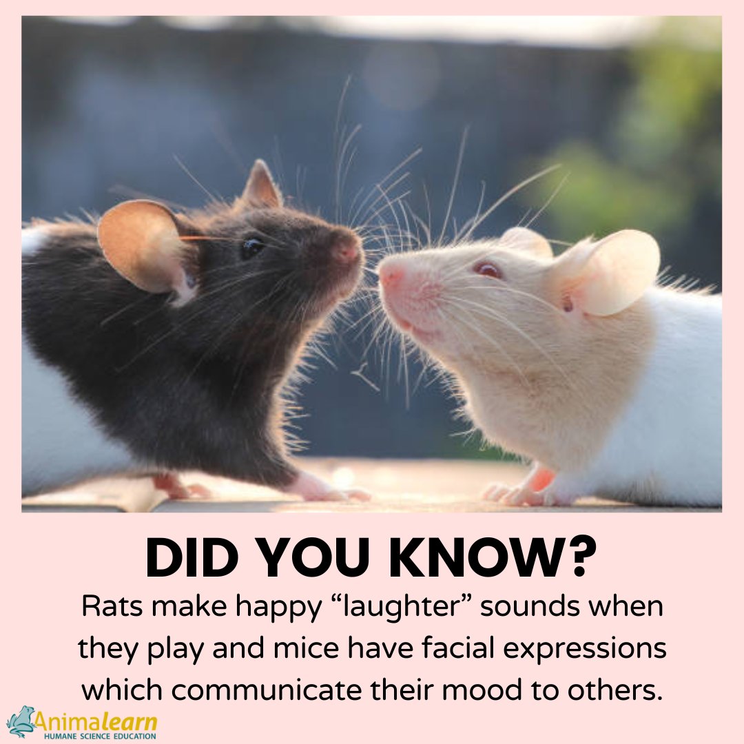 #FunFactFriday #Rats & #Mice are total squeak-hearts! #Rat & #Mouse facts courtesy of @OneKind_Planet #rodents #humanescience #humaneeducation #teachers #educators #scienceeducation #science #lifesciences #biology #scienceteachers #sciencetwitter #teachertwitter #edutwitter #k12