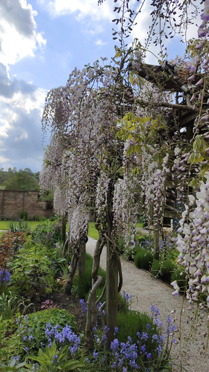 💜 Purple Reign!  #oakhillcromford #wisteriahysteria #wisteriaflowers #wisteria #wisteriatree #hotelgarden #weddingvenue #weddingvenuederbyshire #derbyshireweddingvenue #derbyshireweddings #visitderbyshire #staywithus #boutiquehotel #cromfordcanal #cromford #derbyshiredales