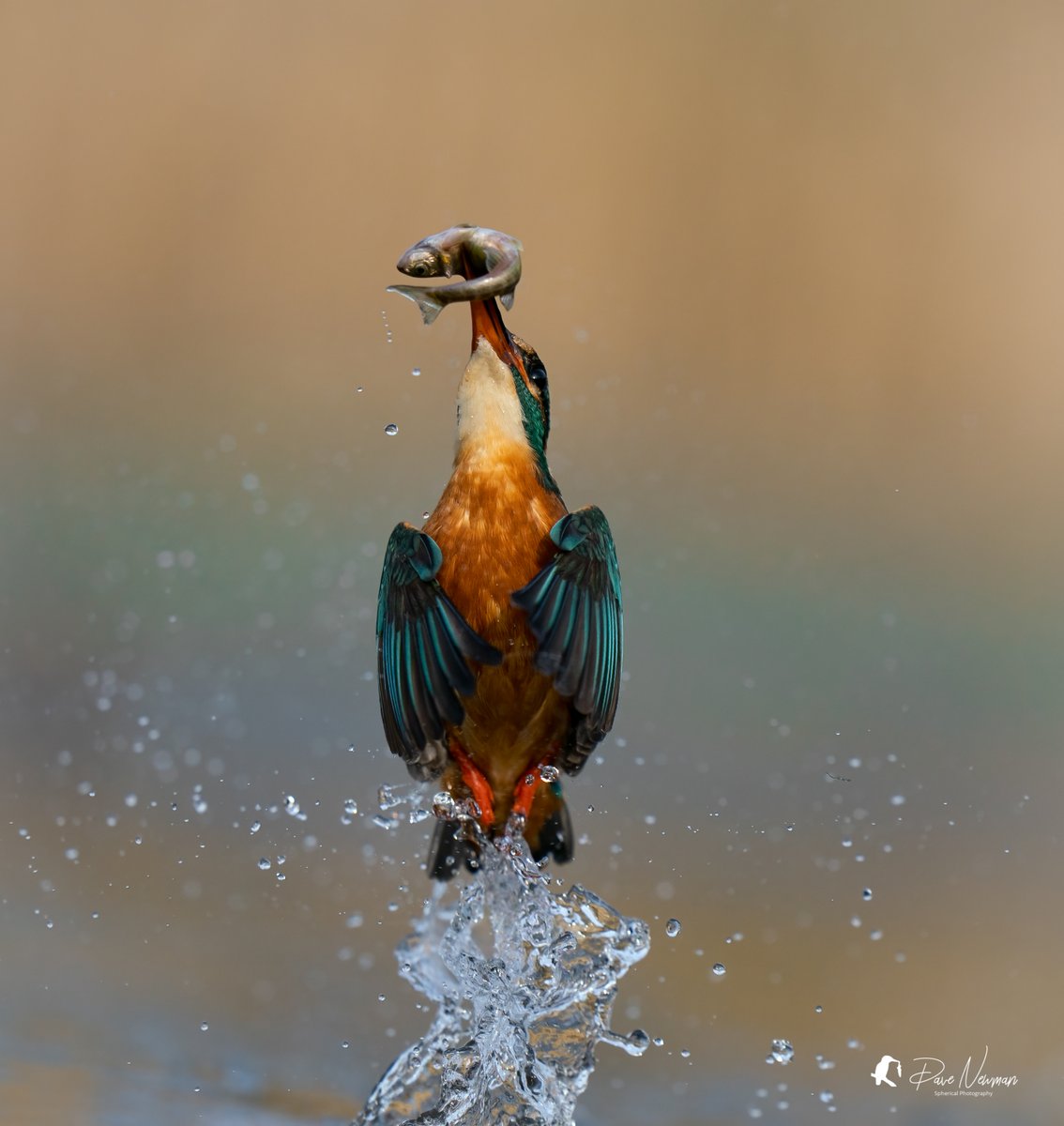 The female Kingfisher, a favourite bird to photograph. Power, colours, speed and the challenge. #kingfisher #TwitterNaturePhotography #TwitterNatureCommunity #birds #bird #birdphotography #nature #wildlife #sonyalpha @SonyUK #lincolnshire #passion #water