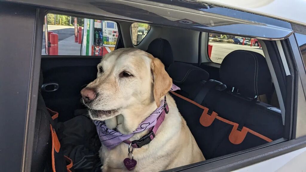 Always ready for a ride instagr.am/p/Csb0pYWL0vn/