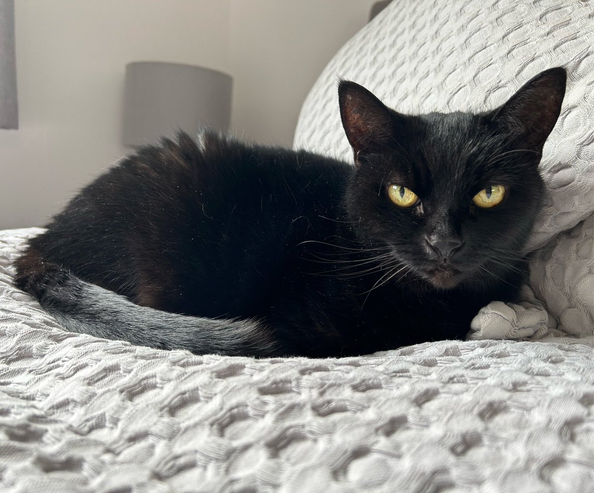 ellielexx's tweet photo. Vets of Twitter… Mild to moderate liver markers in an almost 15 year old cat. I’m in bits. Any reassurance? Ultrasound on Monday.
#vets #vetsoftwitter #vetadvice #liverdisease #blackcatsoftwitter #blackcats https://t.co/bXikn2nlMG