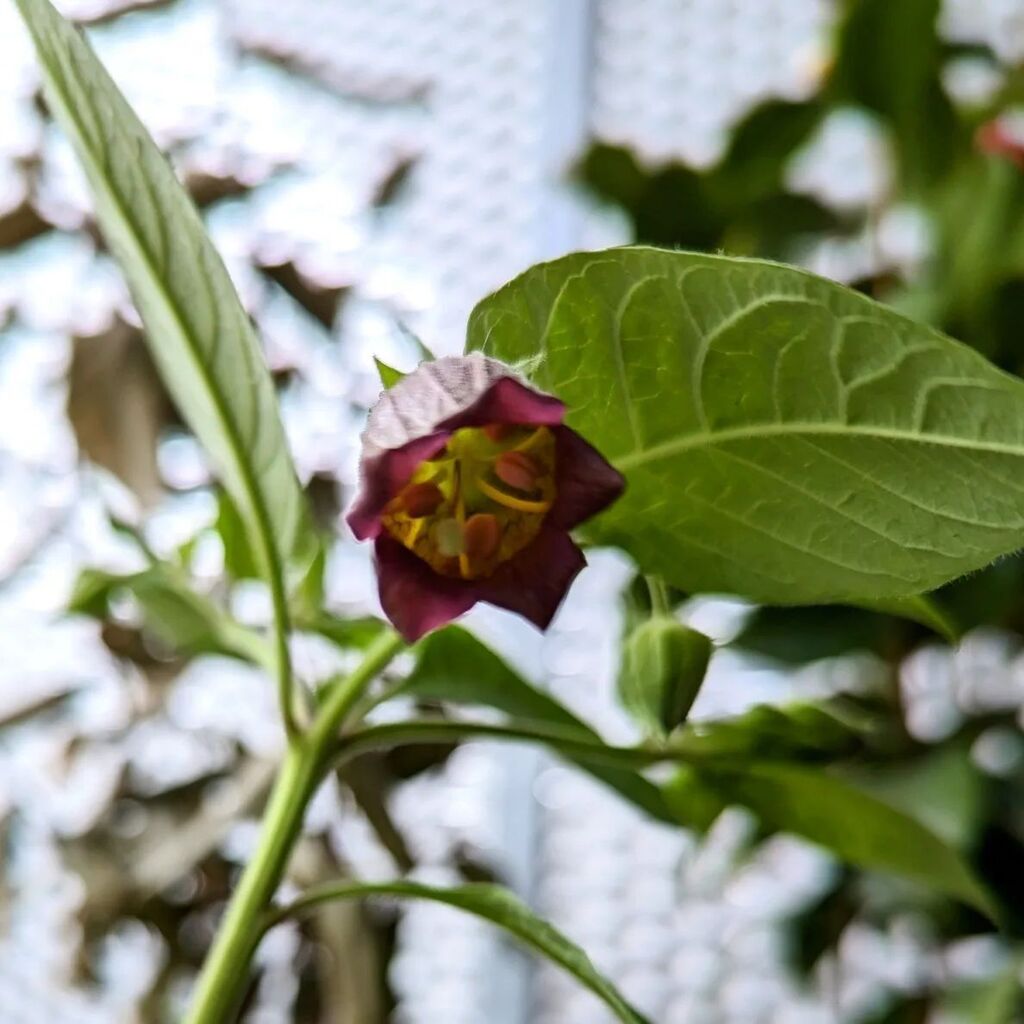 Deadly nightshade in bloom
#atropabelladonna instagr.am/p/Csb2DpLrXfn/