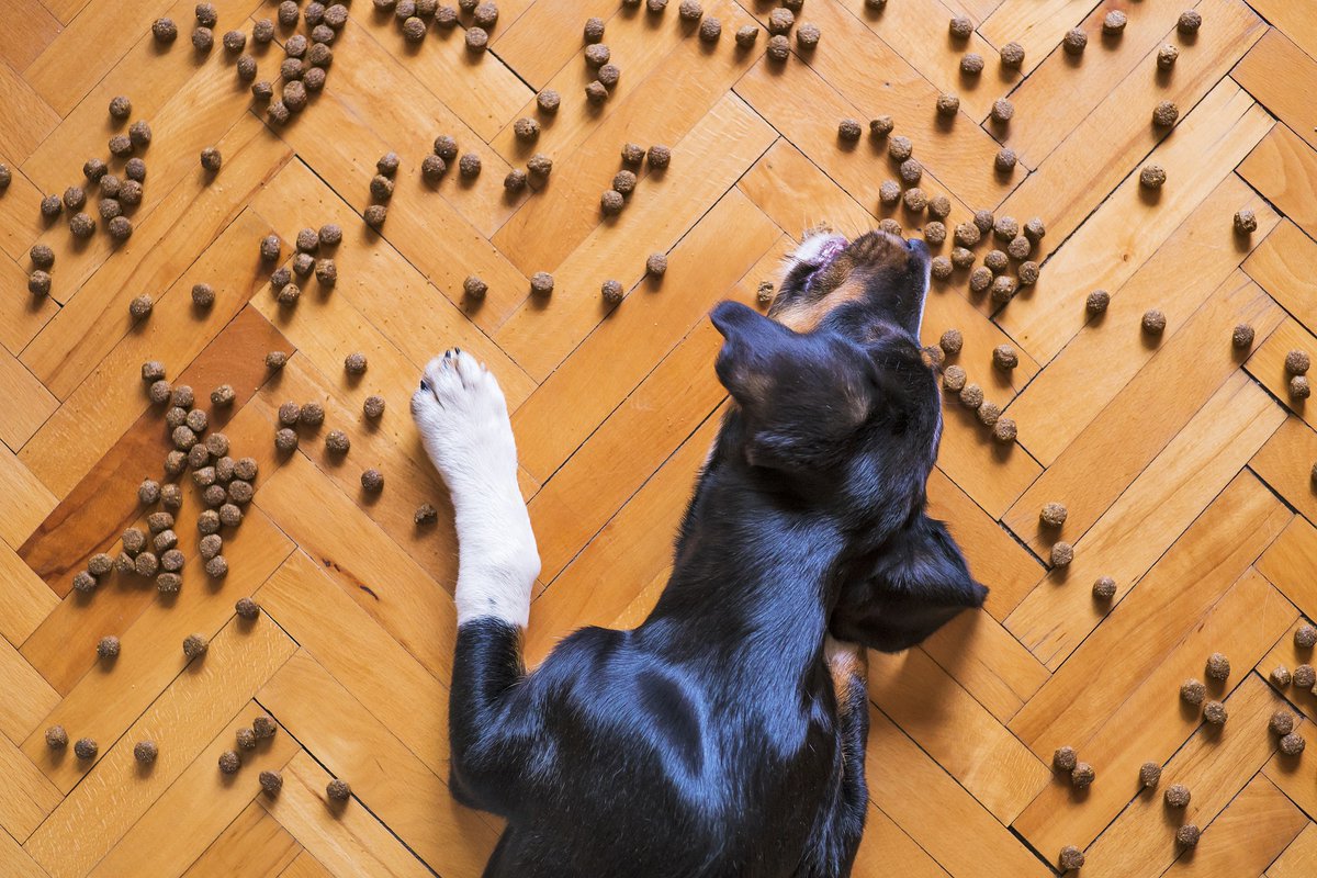 So you went vegan—what about your companion animal? 🤔🐕🌱
 
Find out what @PlantPoweredDog’s K-9 nutritionist Diana Laverdure-Dunetz, M.S. has to say on the #PETAPodcast ➡️ peta.vg/3nm9