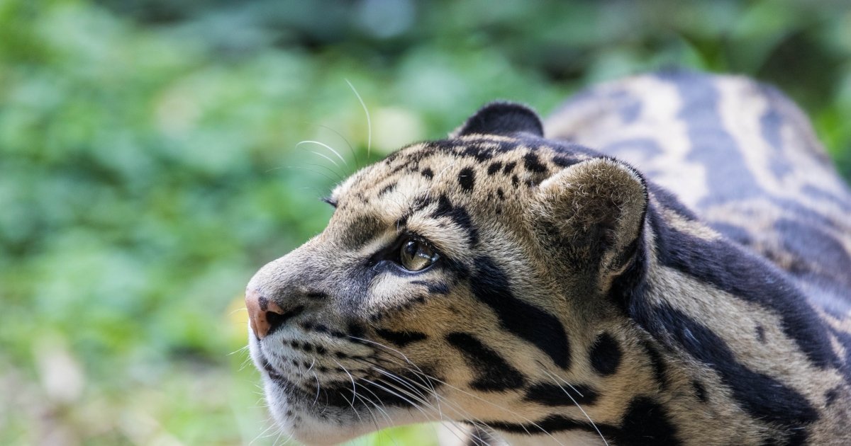 shallowsouls1's tweet photo. It's #EndangeredSpeciesDay so I want to introduce my friends the cloud leopards, these beautiful wild felines are endangered with less than 10,000 left on this planet because dumbasses keep poaching them and their habitats are also becoming unsuitable 
Makes me sad #BIGCats https://t.co/AHIY8oyfBI