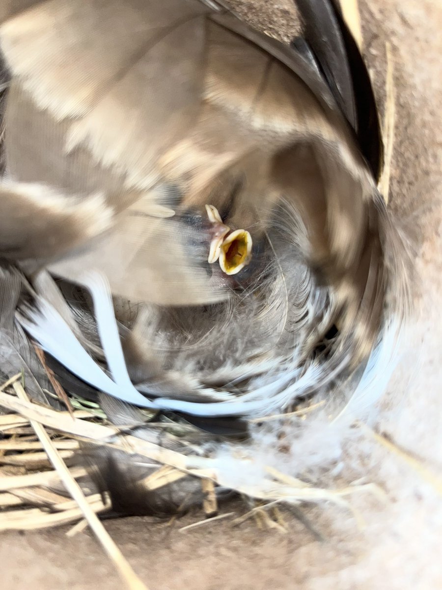 Highlights from a rainy sampling day at <a href="/NaturalSciences/">NC Museum of Natural Sciences</a> #PrairieRidge in Raleigh

Bright  green 🐛
Tree swallow 🐣🐣!

#birdfood #phenology #CitizenScience