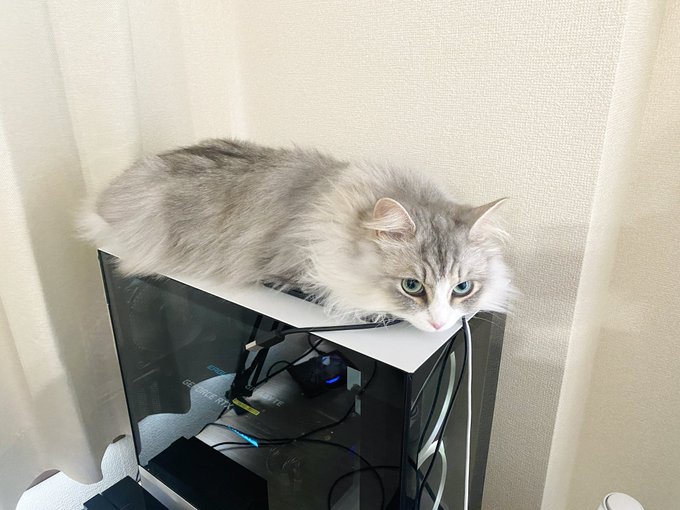 ぬぇこ