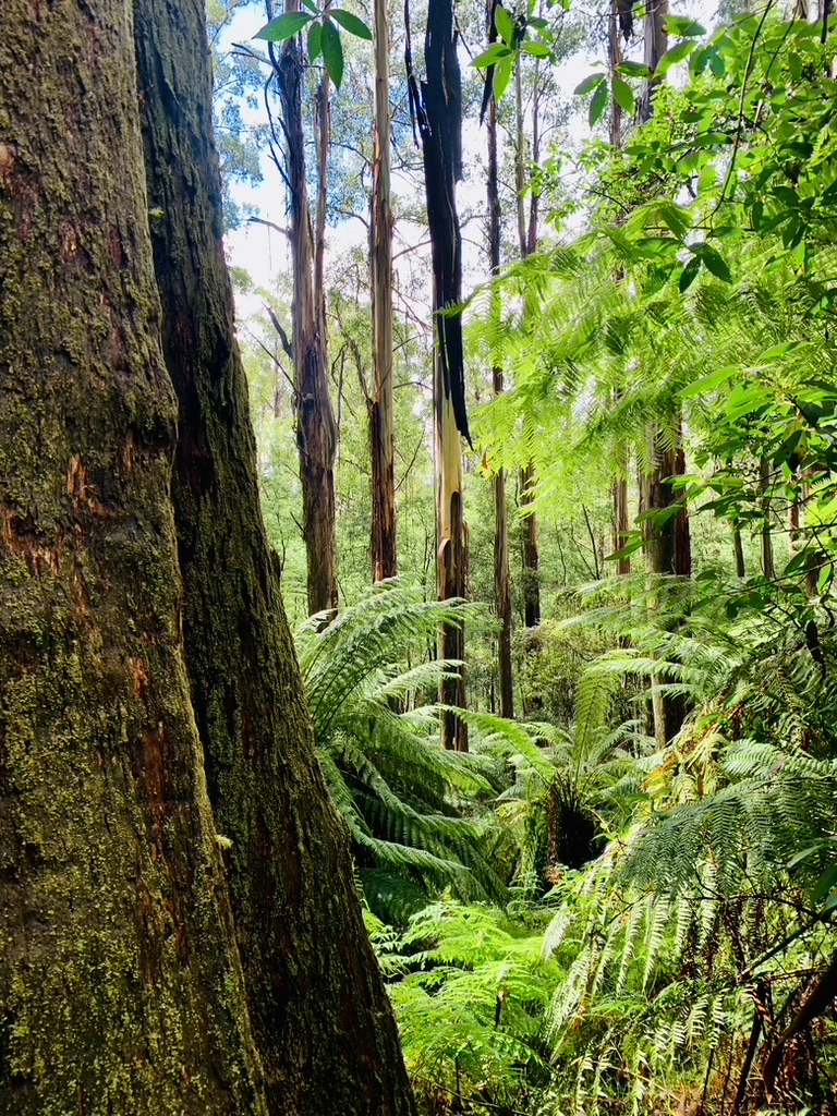 ninakillham's tweet image. Today is the first day of Victoria&apos;s new forest protest laws. So if you protest against our beautiful forests turning into chopped wastelands you could be fined $21,000 or spend 12 months in jail. Careful out there. #savethetrees #stopnativelogging #SaveDemocracy