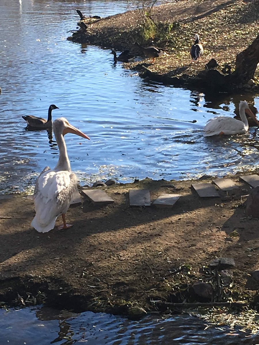 StephAFung's tweet photo. @hankgreen Pelicans and Canada geese living in harmony https://t.co/fpxyclgu7Z