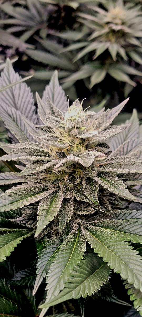 Twitter Weed in the making