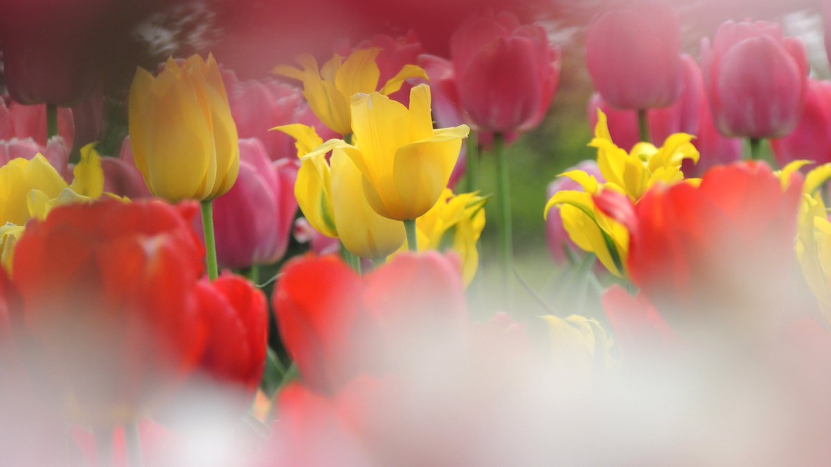 0311Kikunosuke's tweet photo. #flower_photo #spring_photo
#春は花盛り #EOS_photo
#ファインダー越しの私の世界 
今日は📷😍😌😁土曜でお休みで～す😎 https://t.co/iTcNMwGGwr