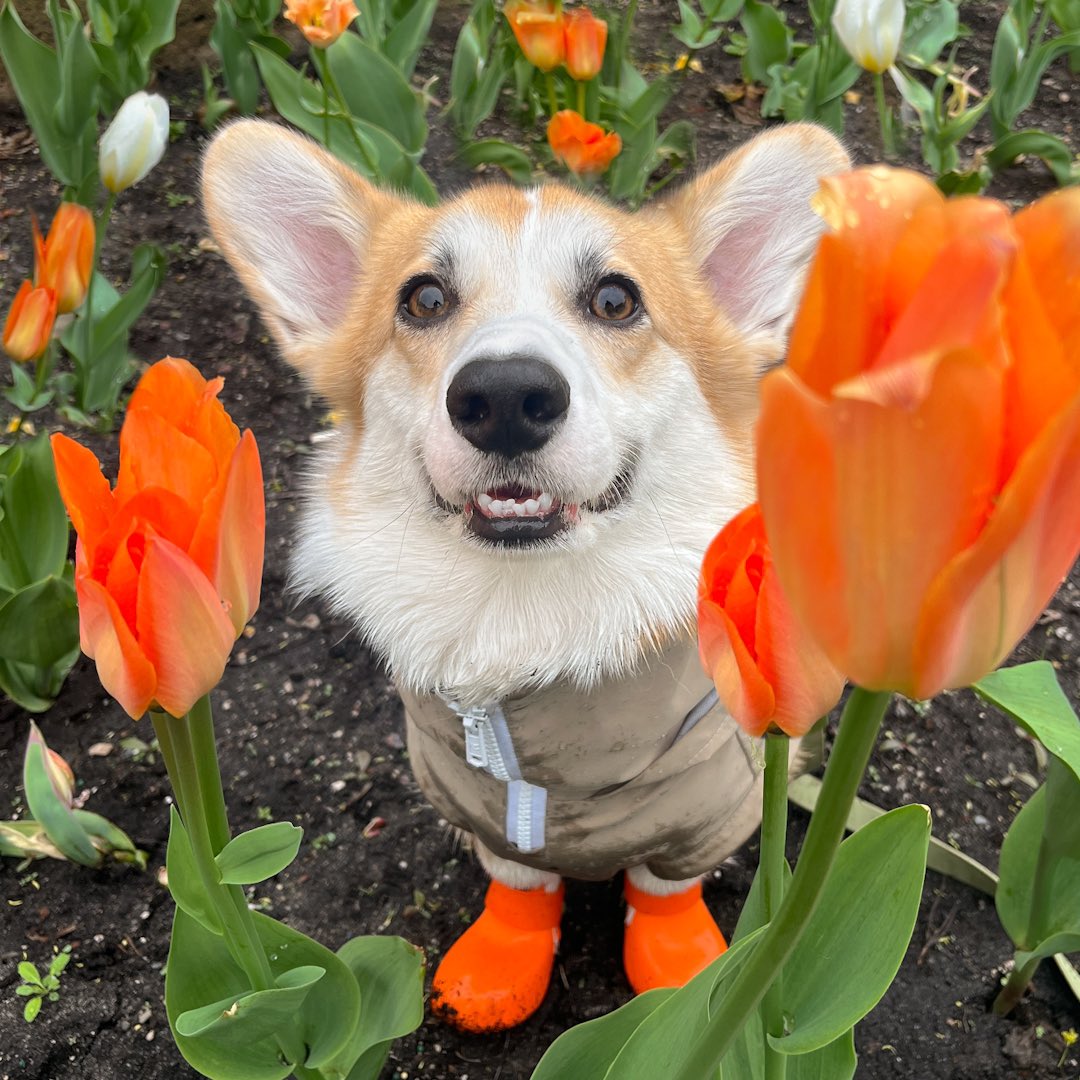 Moka the Corgi tweet media