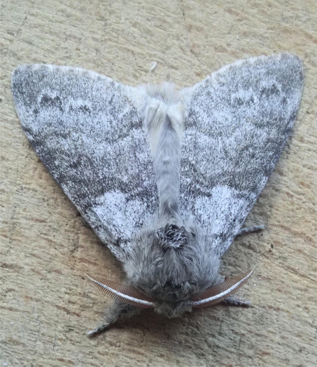 iggyquiggy2's tweet photo. Pale Tussock (Calliteara pudibunda) #morhs #ukmoths https://t.co/KQ2TXsZ8OW