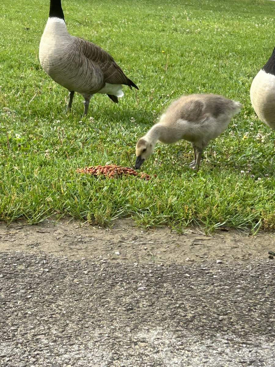 Mrs_ChristaLea's tweet photo. So this little one is the only baby left in his family after something attacked them, leaving the Mama injured. Had to think of an amazing name to give him or her.. my first thought was Ace!! ❤️ #bestnameever #drwhogoose #survivorbaby #cutiepie #fuzzbucket https://t.co/xU1vZdkmo8