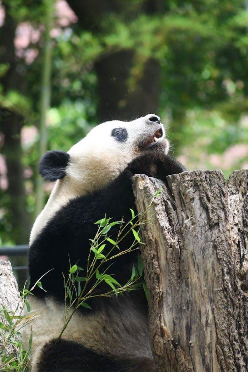 シャンちゃん🍎おはよう
#シャンシャン #香香 #xiangxiang #ジャイアントパンダ #giantpanda