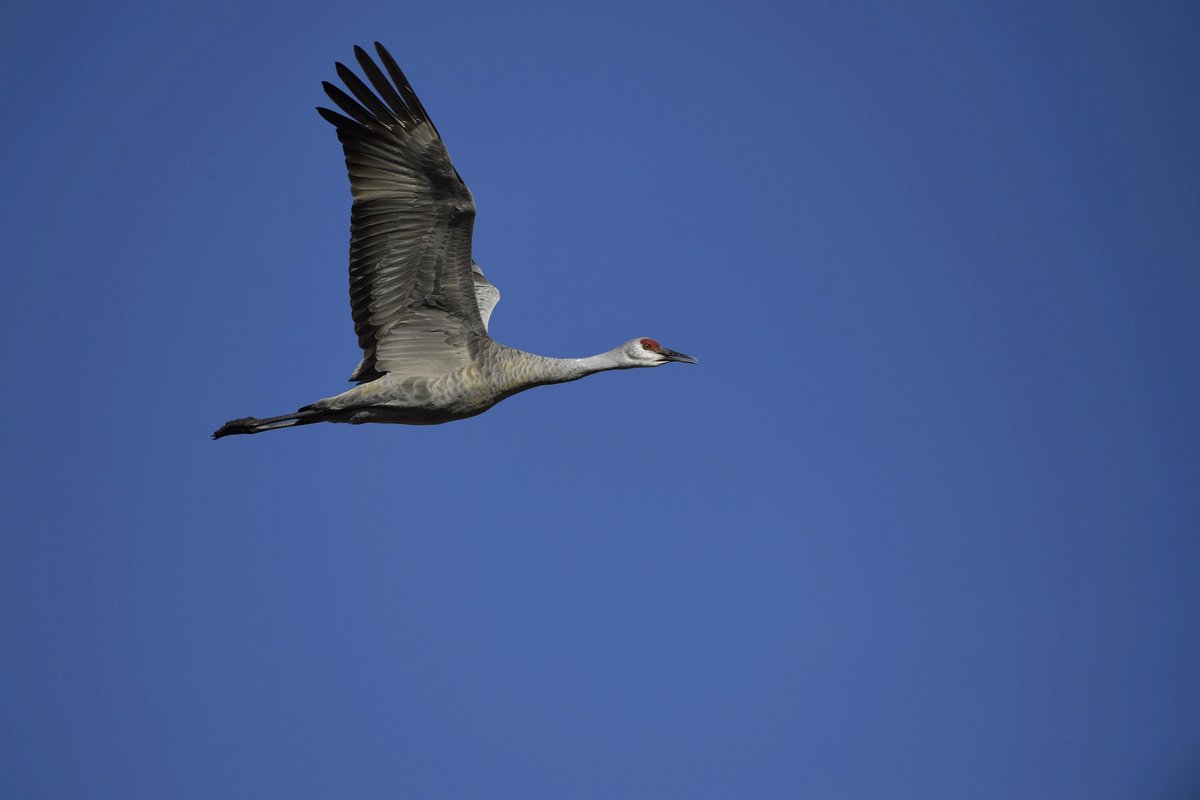 Ironically on Endangered Species Day, @CAgovernor  
proposes budget trailer bill stripping Greater sandhill cranes of fully protected species status to pave way for Delta Tunnel boondoggle. Sad day for our majestic cranes. 
#wildlife 
#NoDeltaTunnel
#CAwx 
esd.dof.ca.gov/trailer-bill/p…