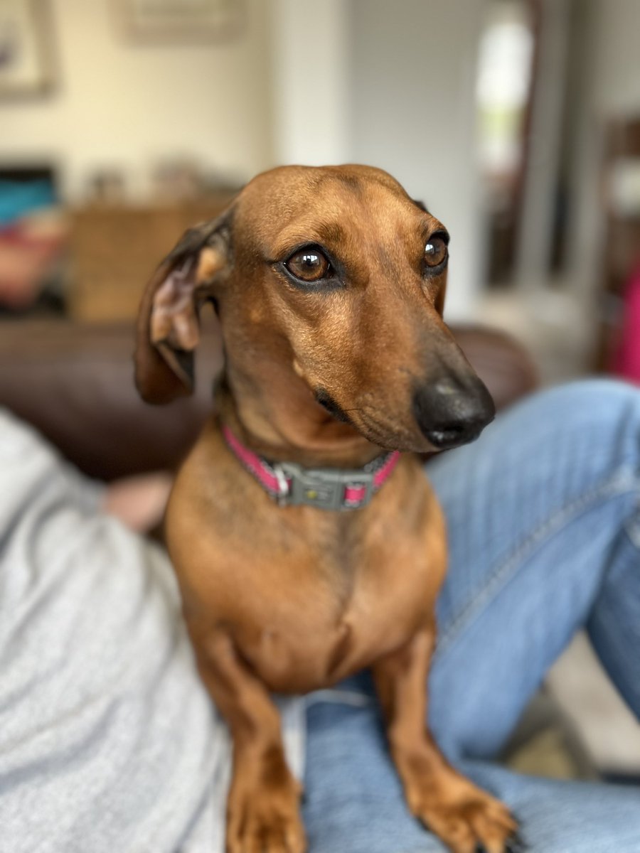daxieSW's tweet photo. @charliersmith1 Wishing you well 💗 I’ve followed you for a while and always blown away by your strength. Here is my sausage dog who is sending positive thoughts! 🤩 https://t.co/bj592i2nE9