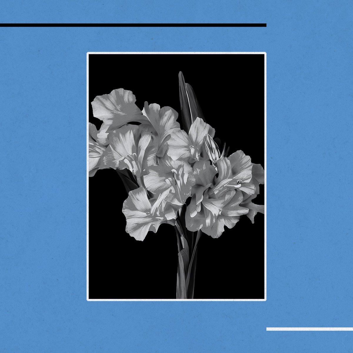 Hoy en el día de estreno de “Please please please let me get what i want” en la versión de <a href="/IndigoOficial/">Indigo</a> deja este mundo Andy Rourke, bajista de The Smiths 💫 

open.spotify.com/track/1A2hZy63…