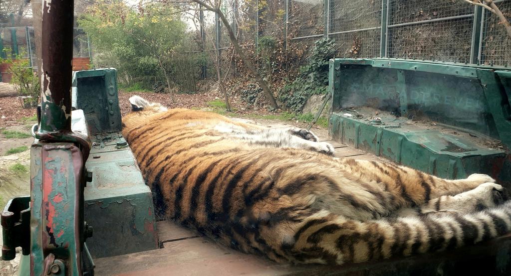 maraderevel's tweet photo. "#Life is a #tiger you have to #grab by the #tail,and if you don't know the #nature of the #beast it will eat you up." #StephenKing #DifferentSeasons
#quote #quoteaboutlife #author #inspiration #closetonature #animals #getagrip #photography #photogragh #photo #reader #booklover https://t.co/bgrmfVhc4U